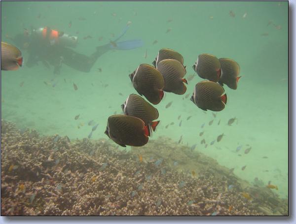 081. En stime Butterflyfish Instr. Yashi i baggrunden.jpg